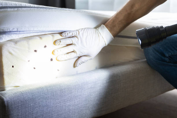 Best Cockroach Control Services  in Thornwood, NY