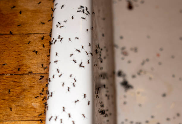 Best Spider Control Near Me  in Thornwood, NY