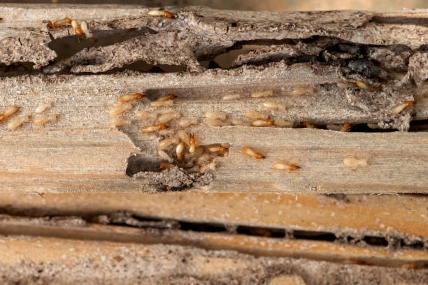 Trusted Thornwood, NY Pest Control Experts